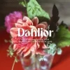 Dahlior : en odlingsguide för blomälskande nybörjare