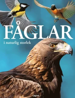 Fåglar : i naturlig storlek