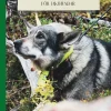 Hela jakthunden : om friskvård och sjukvård för jakthundar