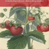 Älskade jordgubbar! - Ett bärkraftigt kulturarv i Nationella genbanken