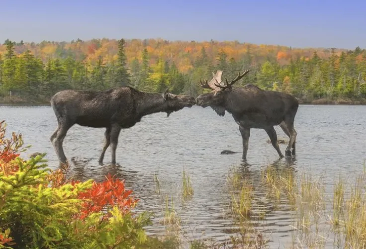 Minipussel 150 bitar Älgar