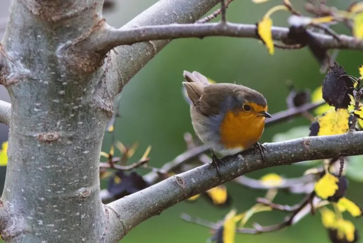 Minipussel 150bit Rödhake