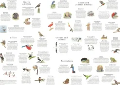 Pussel 1000 bitar Around the World in 50 Birds