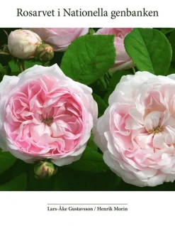 Rosarvet i Nationella genbanken