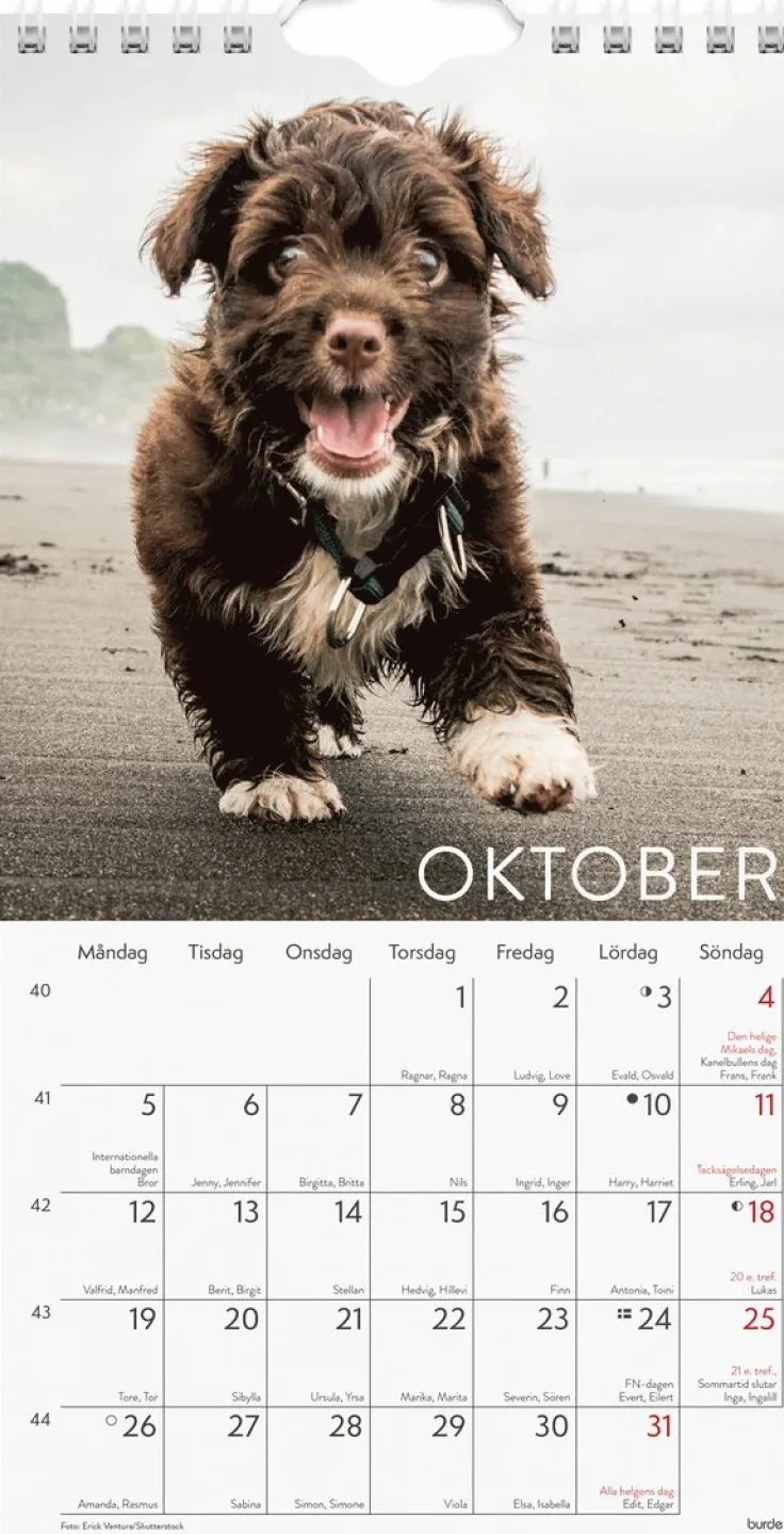 Väggkalender 2026 Liten Hundkalender