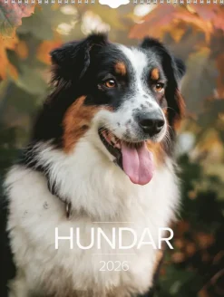Väggkalender 2026 Stora Hundkalendern