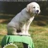 Your First Puppy training book